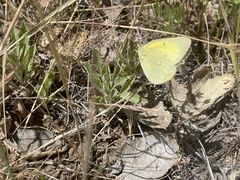 Colias harfordii