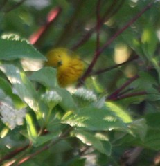 Setophaga petechia