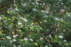 Setophaga petechia