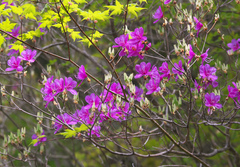 Rhododendron wadanum