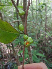 Casearia guianensis
