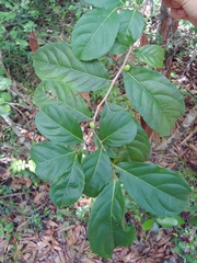Casearia guianensis