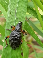 Otiorhynchus