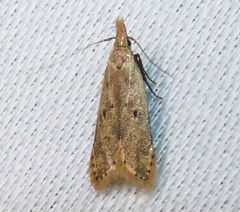Dichomeris punctipennella