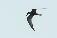 Sterna hirundo longipennis