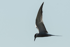 Sterna hirundo longipennis