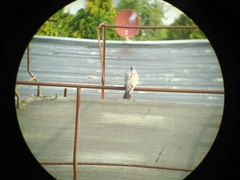 Columba palumbus