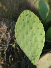 Opuntia ficus-indica