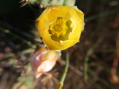 Opuntia ficus-indica