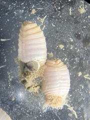 Sternaspis affinis image