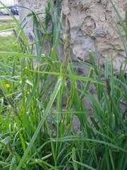 Dactylis glomerata