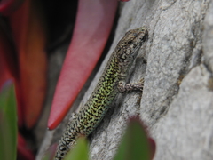 Podarcis carbonelli carbonelli