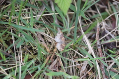 Xanthorhoe spadicearia