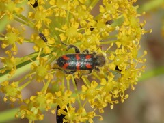 Trichodes flavocinctus