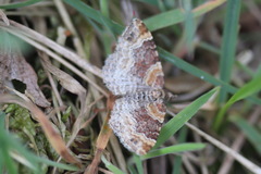 Xanthorhoe spadicearia