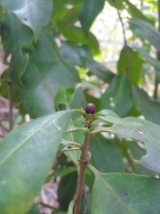 Cestrum macrophyllum