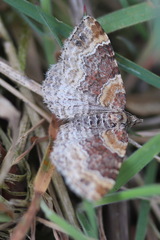 Xanthorhoe spadicearia