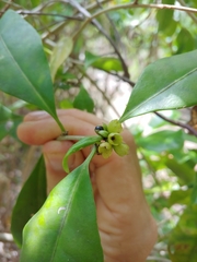 Cestrum macrophyllum
