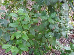 Cestrum macrophyllum