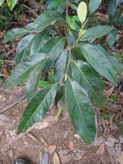 Licaria parvifolia