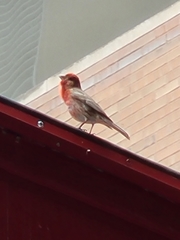 Haemorhous mexicanus