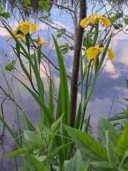 Iris pseudacorus