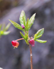 Rhododendron pentandrum