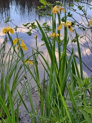 Iris pseudacorus
