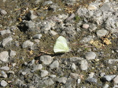 Pieris marginalis