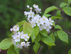 Prunus maximowiczii