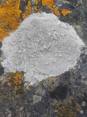 Tephromela atra