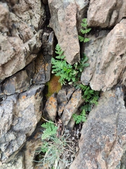 Paragymnopteris marantae marantae