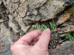 Paragymnopteris marantae marantae