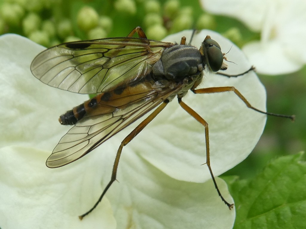 Downlooker Snipefly