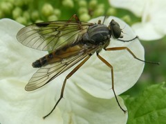 Downlooker Snipefly