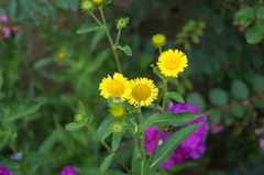 Pentanema britannica