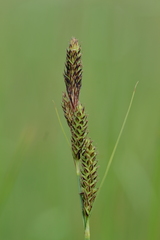Carex hartmanii