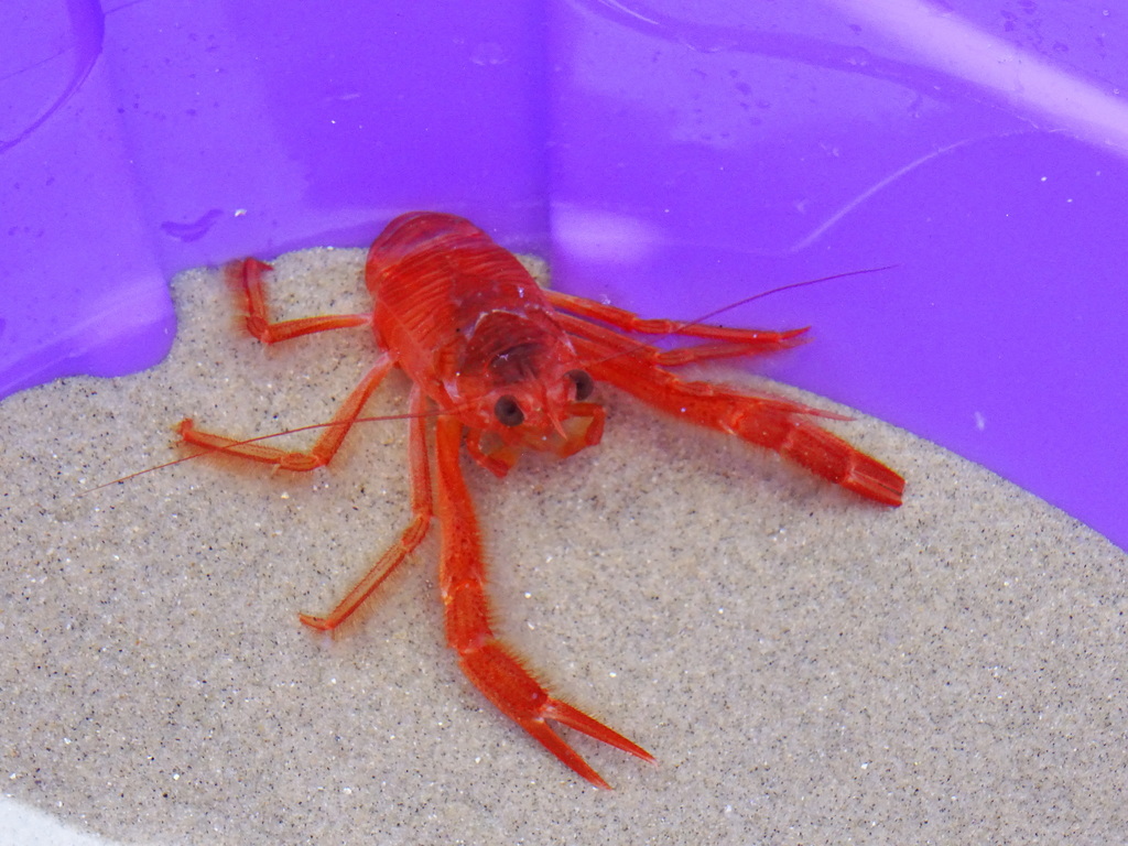 pelagic red crab