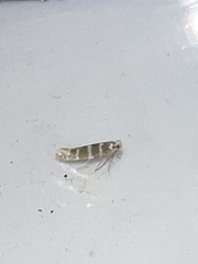 Argyresthia trifasciata