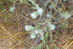 Boraginaceae