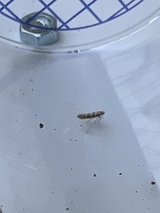 Argyresthia trifasciata