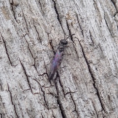 Trypoxylon clavicerum