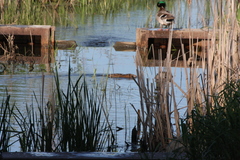 Ondatra zibethicus