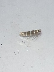 Argyresthia trifasciata