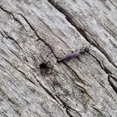 Trypoxylon clavicerum