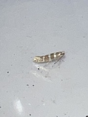 Argyresthia trifasciata