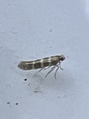Argyresthia trifasciata