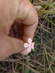 Striga forbesii image