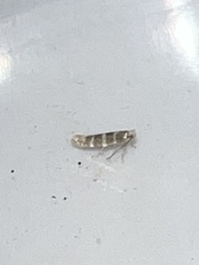 Argyresthia trifasciata