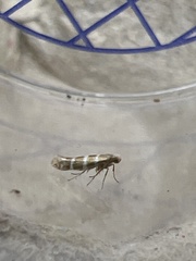 Argyresthia trifasciata